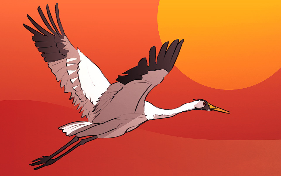 whooping crane flying illustration